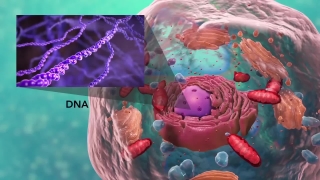 医学宣传动画-生物细胞内部结构·医学宣传动画