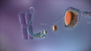 医学宣传动画-DNA到蛋白质·医学宣传动画