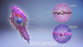 医学宣传动画-女人的脸胶原蛋白流失·医学宣传动画